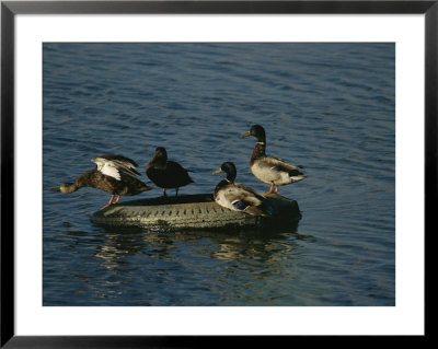 Two Pairs Of Mallards Balance On A Floating Tire by Melissa Farlow Pricing Limited Edition Print image
