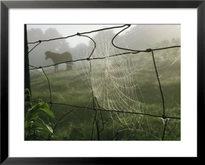 Spider Web On A Wire Fence by James L. Stanfield Pricing Limited Edition Print image