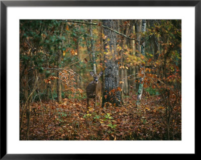 A White-Tailed Deer In An Upland Hardwood Forest by Raymond Gehman Pricing Limited Edition Print image