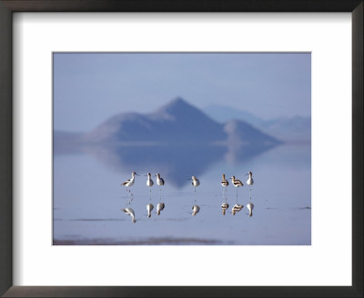 American Avocets Reflected In A Pool Of Water by James P. Blair Pricing Limited Edition Print image