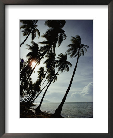 Coconut Palms by George F. Mobley Pricing Limited Edition Print image