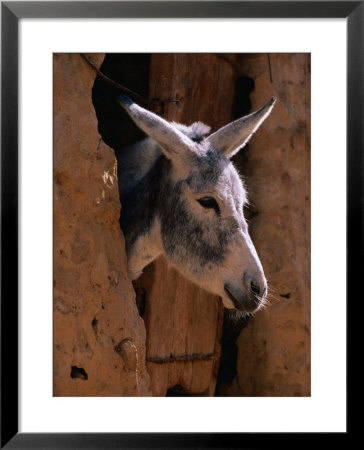 Donkey In Old Town, Siwa, Egypt by John Elk Iii Pricing Limited Edition Print image
