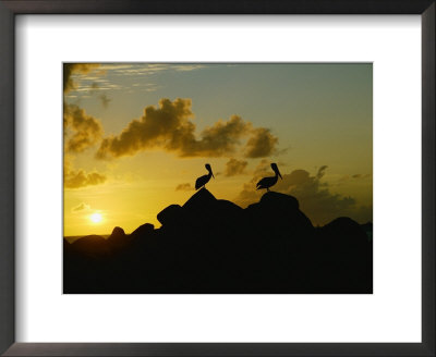 Two Pelicans Perched On Rocks Are Silhouetted Against A Sunset Sky by Todd Gipstein Pricing Limited Edition Print image