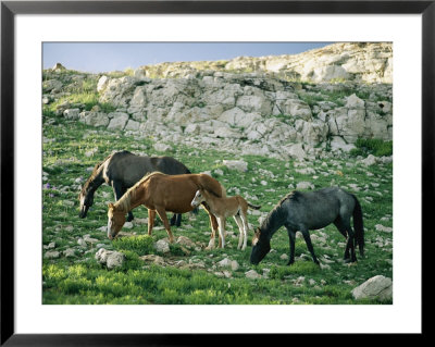A Group Of Wild Horses Graze In The Pryor Mountains by Raymond Gehman Pricing Limited Edition Print image
