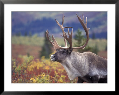 Caribou In Fall Tundra, Denali National Park, Alaska, Usa by Howie Garber Pricing Limited Edition Print image