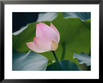A Chinese Lotus Flower by Jodi Cobb Pricing Limited Edition Print image