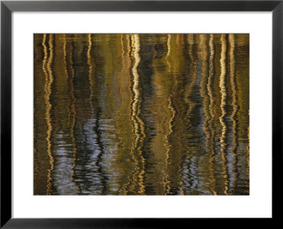 Lodgepole Pine Tree Reflections, Yellowstone Lake by Raymond Gehman Pricing Limited Edition Print image
