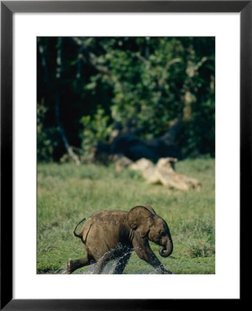 A Young African Forest Elephant Splashes Water As It Runs Through The Forest by Michael Fay Pricing Limited Edition Print image
