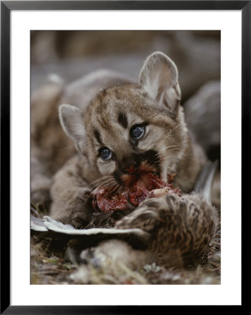 Mountain Lion Cub Feeds On A Mallard Duck by Jim And Jamie Dutcher Pricing Limited Edition Print image