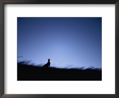 A Twilight View Of A Silhouetted Kangaroo by Jason Edwards Pricing Limited Edition Print image
