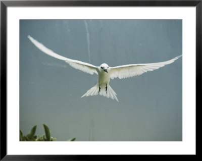 Fairy Tern In Flight by Bates Littlehales Pricing Limited Edition Print image