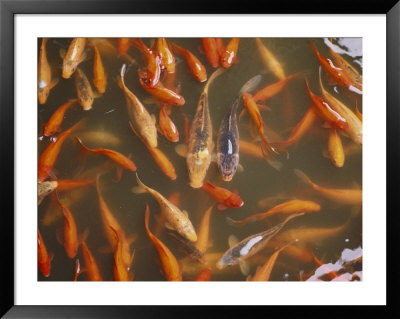 A School Of Colorful Koi Await A Handout Of Food Pellets by Jodi Cobb Pricing Limited Edition Print image