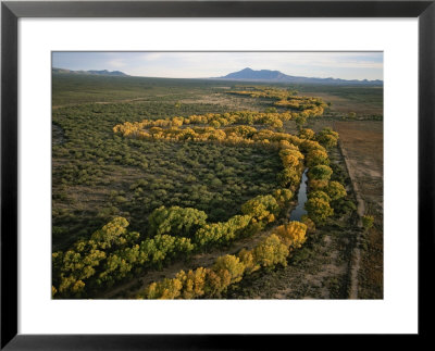 Cottonwood Trees Line The Winding San Pedro River by Annie Griffiths Belt Pricing Limited Edition Print image