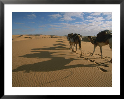 Caravan Of Camels Carry Travelers Packs Through The Sahara Desert by Peter Carsten Pricing Limited Edition Print image