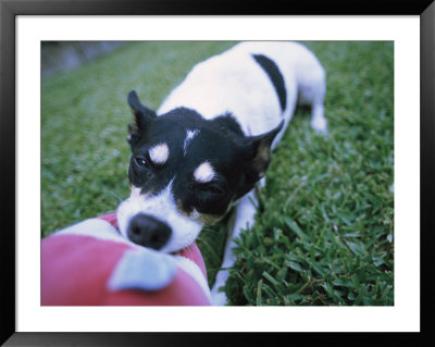 A Jack Russell Terrier Plays With A Stuffed Toy by Heather Perry Pricing Limited Edition Print image