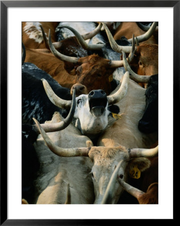 Longhorn Cattle Are Packed In During A Roundup by Joel Sartore Pricing Limited Edition Print image