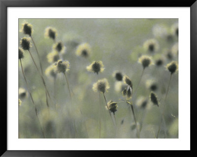 Cotton Grass Seed Heads Nod In A Breeze by Annie Griffiths Belt Pricing Limited Edition Print image
