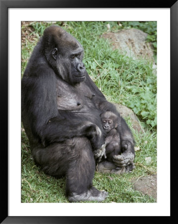 Relaxed Western Lowland Gorilla Mother Tenderly Nursing Her Infant, Melbourne Zoo, Australia by Jason Edwards Pricing Limited Edition Print image