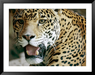 Portrait Of A Captive Jaguar, Massachusetts by Tim Laman Pricing Limited Edition Print image
