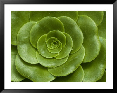 Close-Up Of Green Leafy Flower Head, Groton, Connecticut by Todd Gipstein Pricing Limited Edition Print image