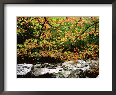 Ash Tree In Fall Colour Along West Prong Of Little River, Usa by Willard Clay Pricing Limited Edition Print image