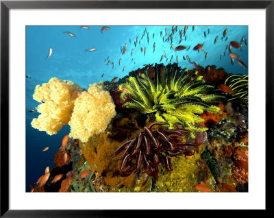 Reef With Crinoids, Komodo, Indonesia by Mark Webster Pricing Limited Edition Print image