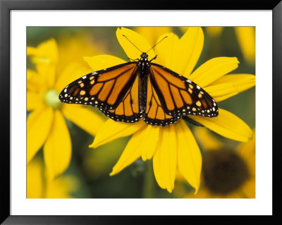 Monarch On Mexican Sunflower In The Woodland Park Zoo, Seattle, Washington, Usa by Darrell Gulin Pricing Limited Edition Print image