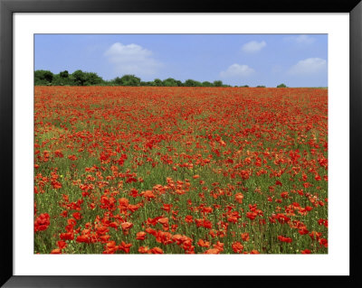 Field Of Wild Poppies, Wiltshire, England, United Kingdom by Jeremy Bright Pricing Limited Edition Print image