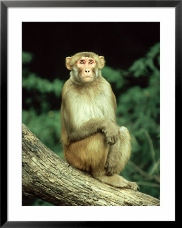 Rhesus Macaque, Bharatpur, India by Mike Powles Pricing Limited Edition Print image