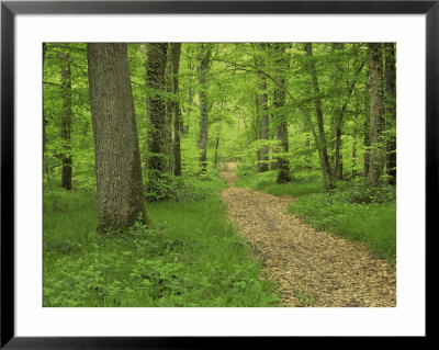 Forest Of Chambord, Loir Et Cher, Loire Centre, France by Michael Busselle Pricing Limited Edition Print image