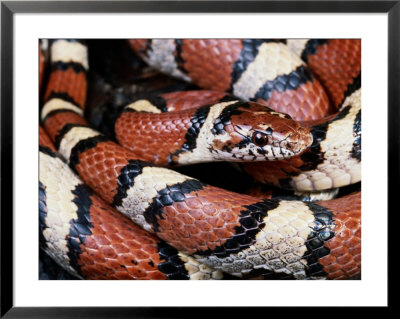 Extreme Close-Up Of A Milk Snake In The Dry Season by George Grall Pricing Limited Edition Print image