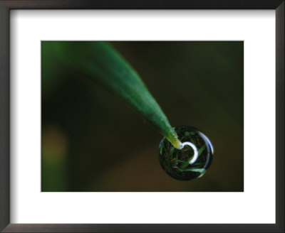 Water Drop Hangs On A Blade Of Grass by Stephen Alvarez Pricing Limited Edition Print image