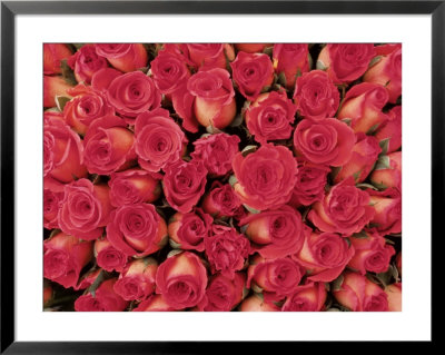 Red And Pink Roses by Joe Mozdzen Pricing Limited Edition Print image