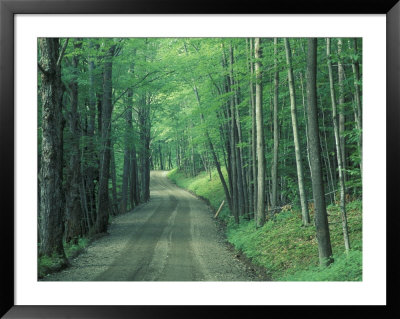 Gravel Road Through Maple Grove, Green Mountains, Vermont, Usa by Darrell Gulin Pricing Limited Edition Print image