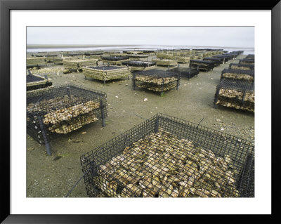 Oyster Beds Exposed At Low Tide by Darlyne A. Murawski Pricing Limited Edition Print image