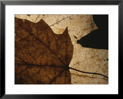 A Close View Of A Maple Leaf In Fall Colors by Roy Gumpel Pricing Limited Edition Print image