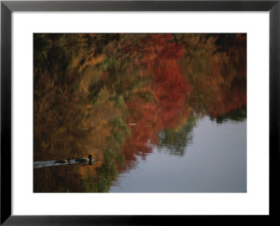 Mallard Duck Pair With Lake Reflections by Brian Gordon Green Pricing Limited Edition Print image
