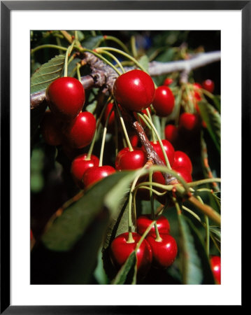 Cherries On The Tree, Canada by Bob Burch Pricing Limited Edition Print image