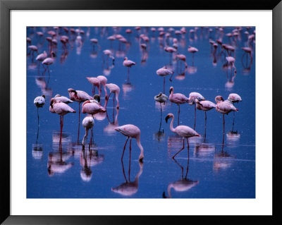 Flamingoes Standing In Water Of Lake Nakuru, Lake Nakuru National Park, Kenya by Mason Florence Pricing Limited Edition Print image