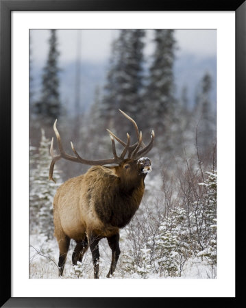 Bull Elk Bugling In The Snow, Jasper National Park, Unesco World Heritage Site, Alberta, Canada by James Hager Pricing Limited Edition Print image