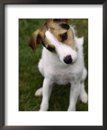 Jack Russell Terrier Sitting In Backyard by Jim Corwin Pricing Limited Edition Print image