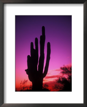 Colorful Cactus In The Sunset, Arizona, Usa by Bill Bachmann Pricing Limited Edition Print image