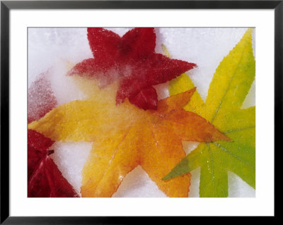 Frozen Maple Tree Leaves by Daisy Gilardini Pricing Limited Edition Print image