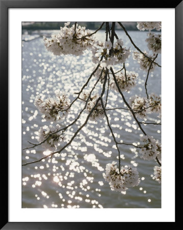Close View Of Cherry Blossoms by Stephen St. John Pricing Limited Edition Print image