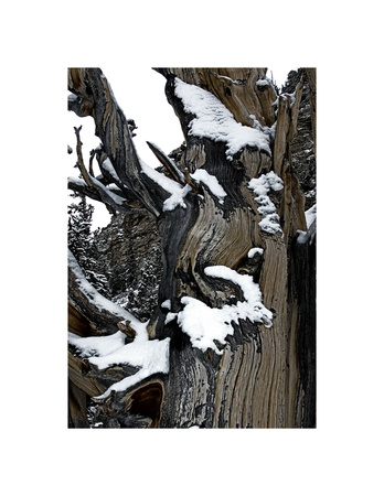 Snow On Bristlecone by Chip Scarborough Pricing Limited Edition Print image