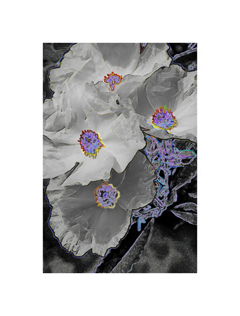 Cistus Ladanifer by Chip Scarborough Pricing Limited Edition Print image