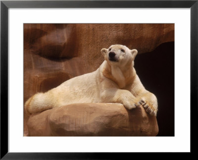 Polar Bear, San Diego Zoo, California by Peter Dreyer Pricing Limited Edition Print image