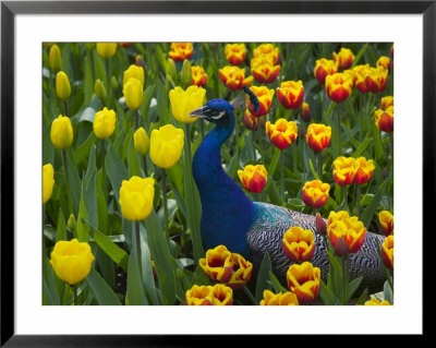 Peacock With Tulips, Keukenhof Gardens, Amsterdam, Netherlands by Keren Su Pricing Limited Edition Print image