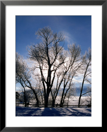 Sunlight Through Trees In Grand Teton National Park, Grand Teton National Park, Usa by Lee Foster Pricing Limited Edition Print image