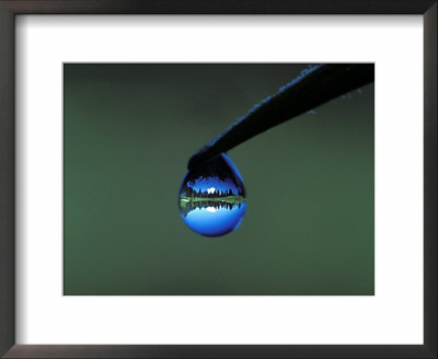 Dew Drop On Stem Showing Reflection Of Mt. Rainier And Tipsoo Lake, Mt. Rainier National Park by Dennis Kirkland Pricing Limited Edition Print image